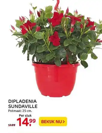 Praxis Dipladenia sundaville aanbieding