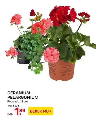Praxis Geranium pelargonium aanbieding