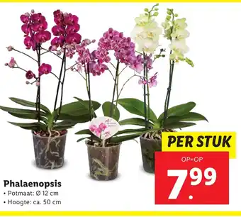 Lidl Phalaenopsis aanbieding