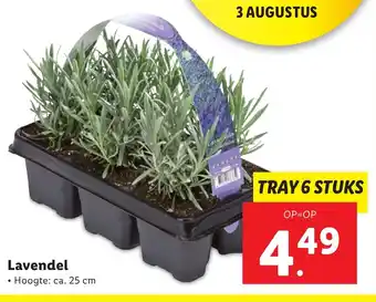 Lidl Lavendel 25cm aanbieding