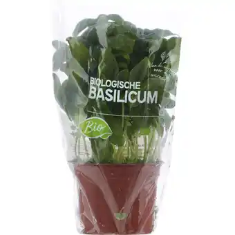 Albert Heijn AH Biologisch Basilicum pot aanbieding