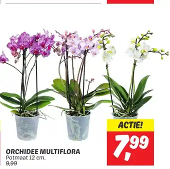 Dekamarkt ORCHIDEE MULTIFLORA Potmaat 12 cm. aanbieding