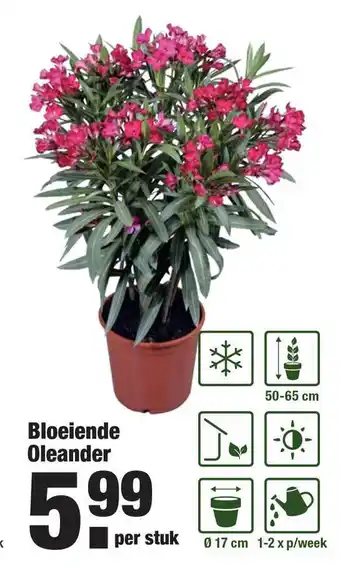 ALDI Bloeiende Oleander aanbieding