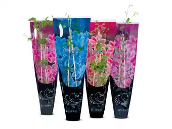 Lidl Clematis aanbieding
