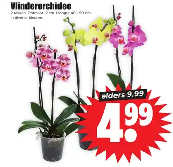 Dirk Vlinderorchidee aanbieding