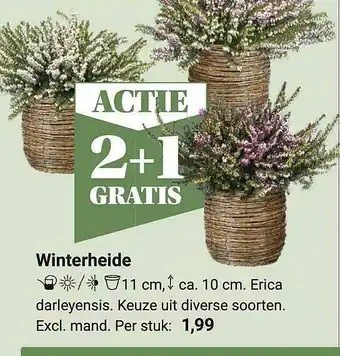 Tuincentrum Osdorp Winterheide Erica Darleyensis aanbieding