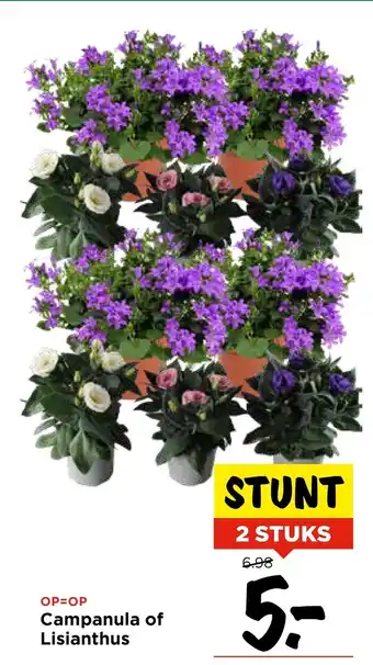 Vomar Voordeelmarkt Campanula of Lisianthus aanbieding