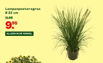 Welkoop Lampenpoetersgras Ø 23 cm aanbieding