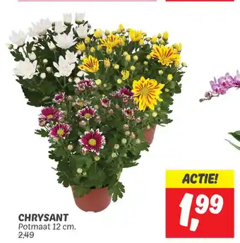 Dekamarkt CHRYSANT aanbieding