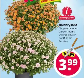 GroenRijk Bolchrysant Ø19 cm aanbieding