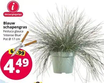 GroenRijk Blauw schapengras Ø17 cm aanbieding