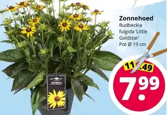 GroenRijk Zonnehoed Ø19 cm aanbieding