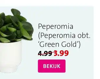 Intratuin Peperomia (peperomia obt. 'green gold') aanbieding