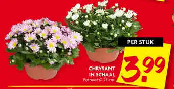 Dekamarkt Chrysant in schaal aanbieding