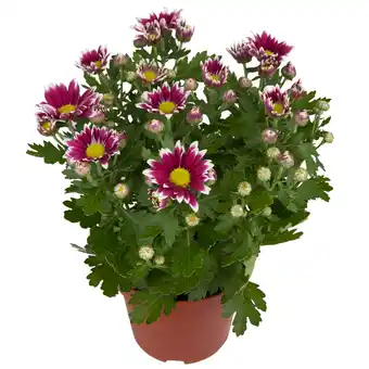 Dekamarkt Bloemen Chrysant Potmaat 12 cm aanbieding
