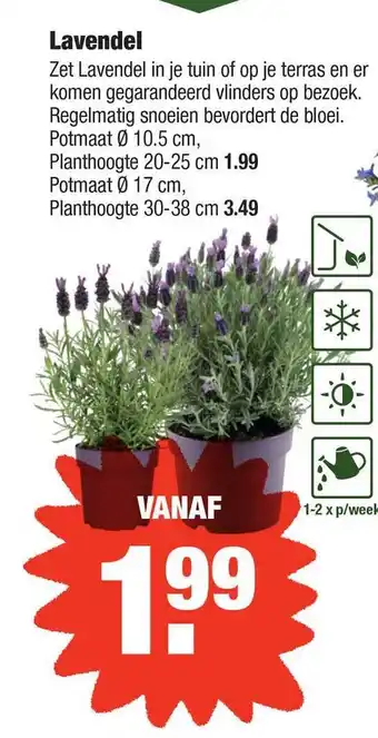 ALDI Lavendel aanbieding