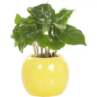 Albert Heijn AH Mini groene plant in potje aanbieding