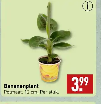 ALDI Bananenplant aanbieding