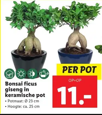 Lidl Bonsai ficus giseng in keramische pot aanbieding