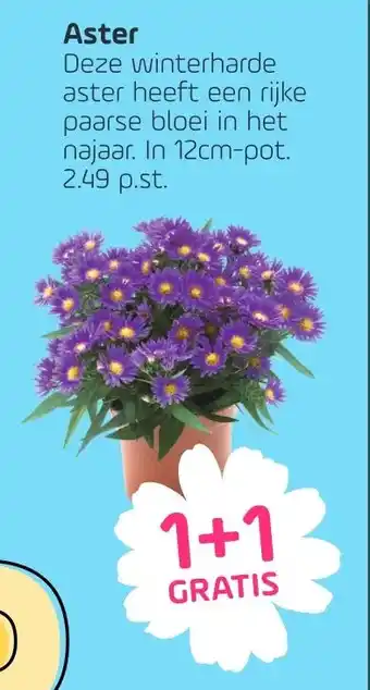 Coppelmans Aster aanbieding