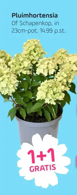 Coppelmans Pluimhortensia aanbieding