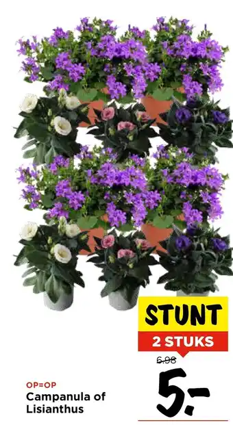 Vomar Voordeelmarkt Campanula of lisianthus aanbieding