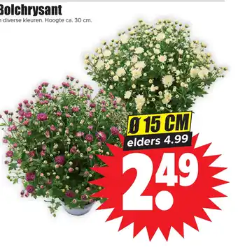 Dirk Bolchrysant aanbieding