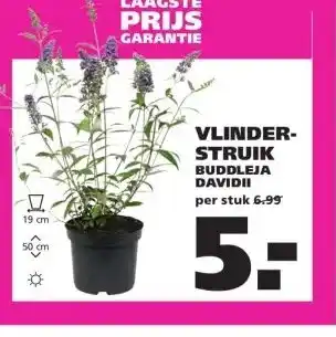 Ranzijn VLINDER- STRUIK BUDDLEJA DAVIDII aanbieding