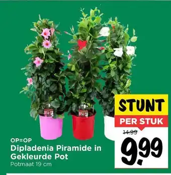 Vomar Voordeelmarkt Dipladenia Piramide In Gekleurde Pot aanbieding