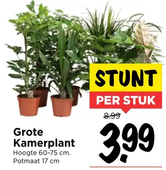 Vomar Voordeelmarkt Grote Kamerplant aanbieding