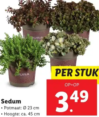 Lidl Sedum Ø 23 cm aanbieding