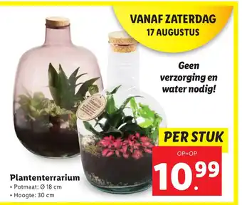 Lidl Plantenterrarium aanbieding