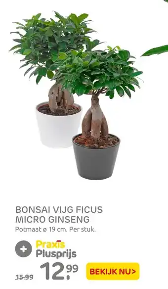 Praxis Bonsai Vijg Ficus Micro Ginseng 19cm aanbieding