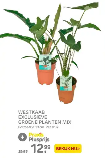 Praxis Westkaab Exclusieve Groene Planten Mix 19cm aanbieding