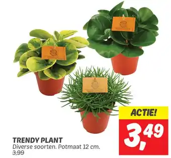 Dekamarkt TRENDY PLANT aanbieding