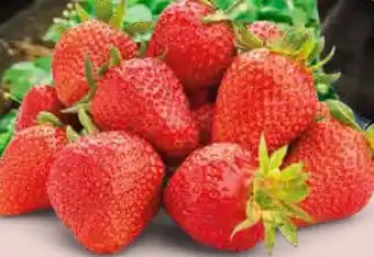 Ekoplaza AARDBEIEN aanbieding