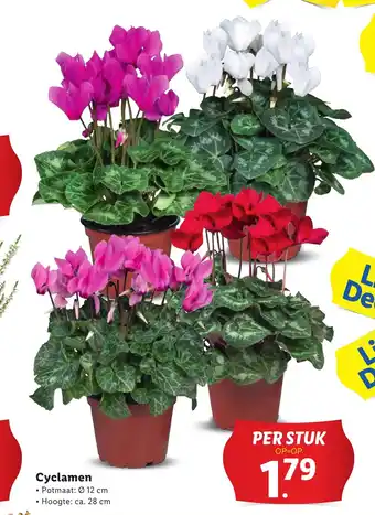 Lidl Cyclamen aanbieding
