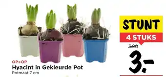 Vomar Voordeelmarkt Hyacint in Gekleurde Pot 7cm aanbieding