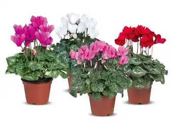 Lidl Cyclamen aanbieding