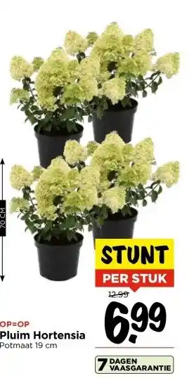 Vomar Voordeelmarkt Pluim Hortensia aanbieding