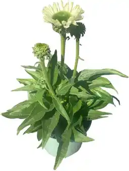 Intratuin Zonnehoed (Echinacea purpurea 'SunSeekers White') D 17 H 30 cm aanbieding