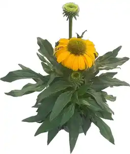 Intratuin Zonnehoed (Echinacea purpurea 'SunSeekers Yellow') D 17 H 30 cm aanbieding