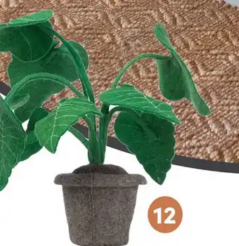 Baby & Tiener Plant Alocasia aanbieding