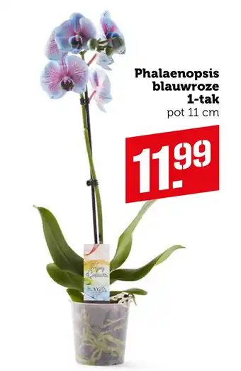 Coop Phalaenopsis blauwroze 1-tak aanbieding