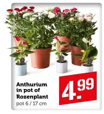 Coop Anthurium in pot of Rozenplant aanbieding