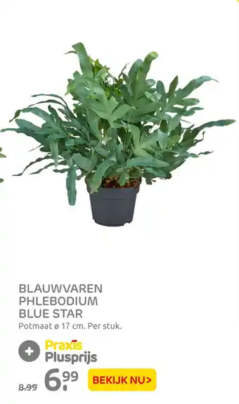 Praxis BLAUWVAREN PHLEBODIUM BLUE STAR Potmaat ø 17 cm. Per stuk. aanbieding