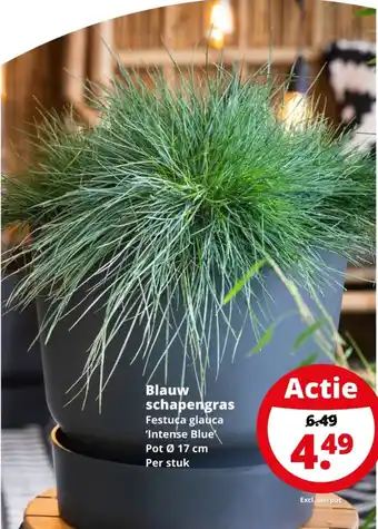 GroenRijk Blauw schapengras aanbieding
