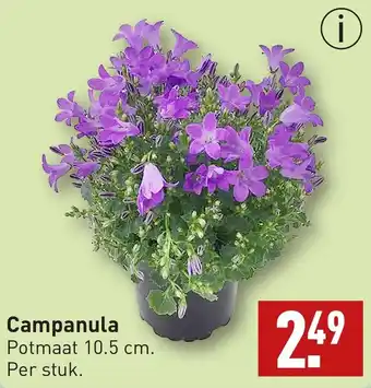 ALDI Campanula aanbieding
