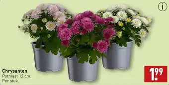 ALDI Chrysanten aanbieding