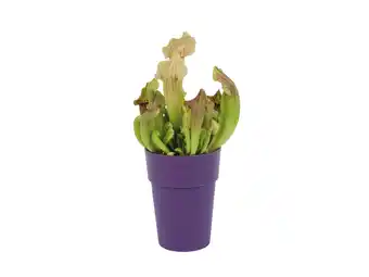 Lidl Vleesetende plant aanbieding